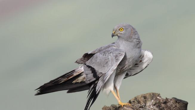Archivo - SEO/BirdLife urge a la Junta a planificar las ubicaciones de plantas solares y alerta del impacto en la biodiversidad.