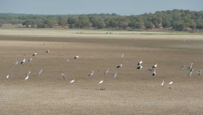 10/04/2023 Marisma de Doñana seca. ECONOMIA ANDALUCÍA ESPAÑA EUROPA HUELVA SOCIEDAD SEO/BIRDLIFE