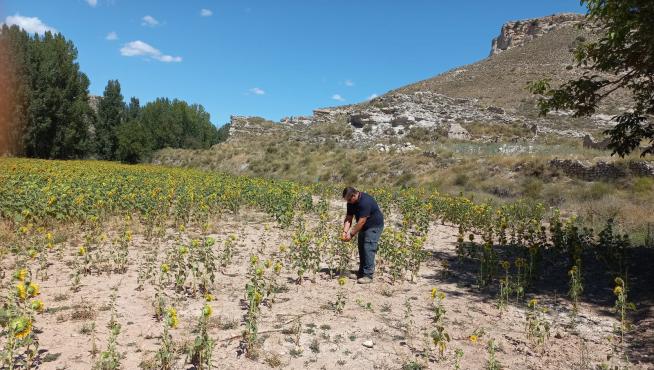 Carlos López, agricultor de Peralejos, muestra su campo plantado de girasoles y destrozado por la sequía.