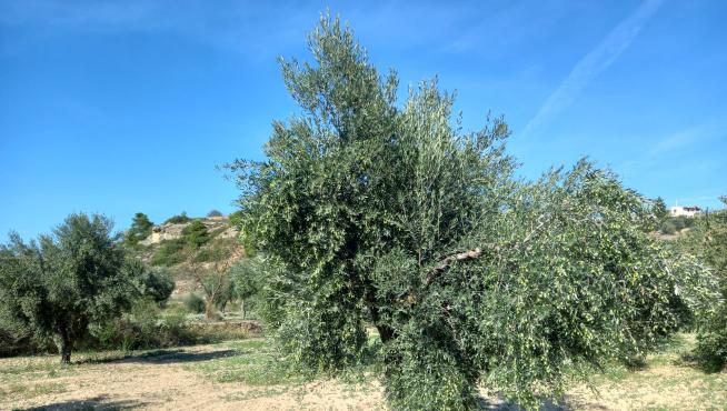 Las ramas de un olivo de Valjunquera, dobladas por el peso de las aceitunas.