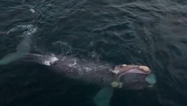 Ballenas francas alimentándose en el mar