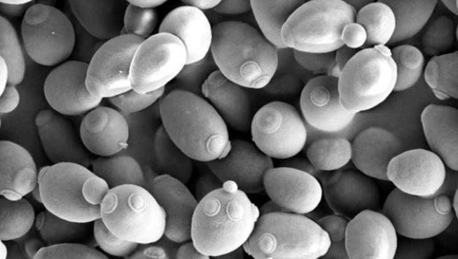 Imagen de microscopía electrónica de barrido de la levadura de cerveza (Saccharomyces cerevisiae).