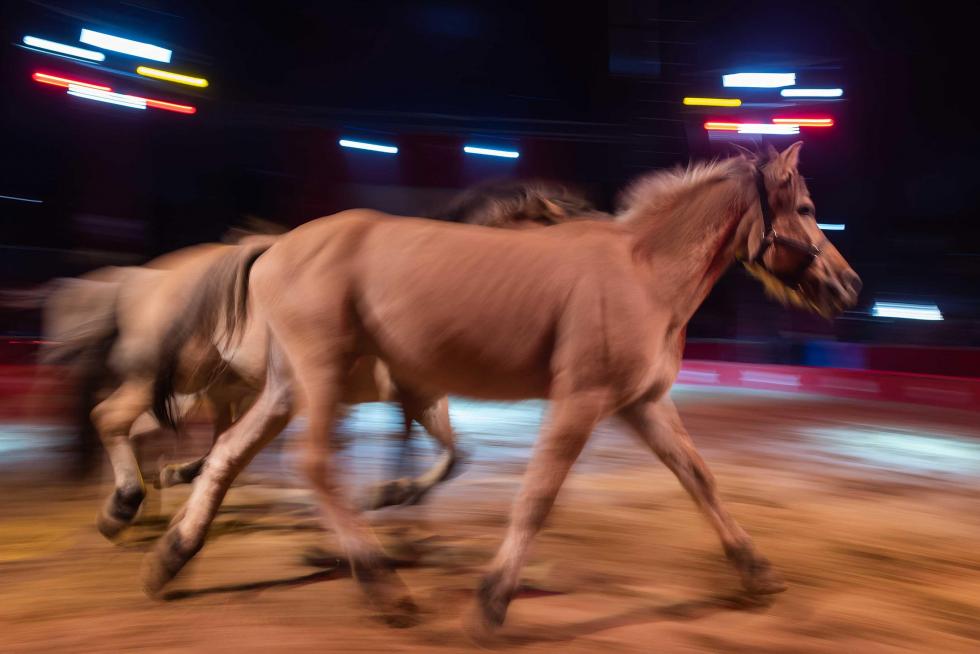 Imágenes de Zoorprendente, el Circo de los Animales, en las Fiestas del Pilar 2019 de Zaragoza