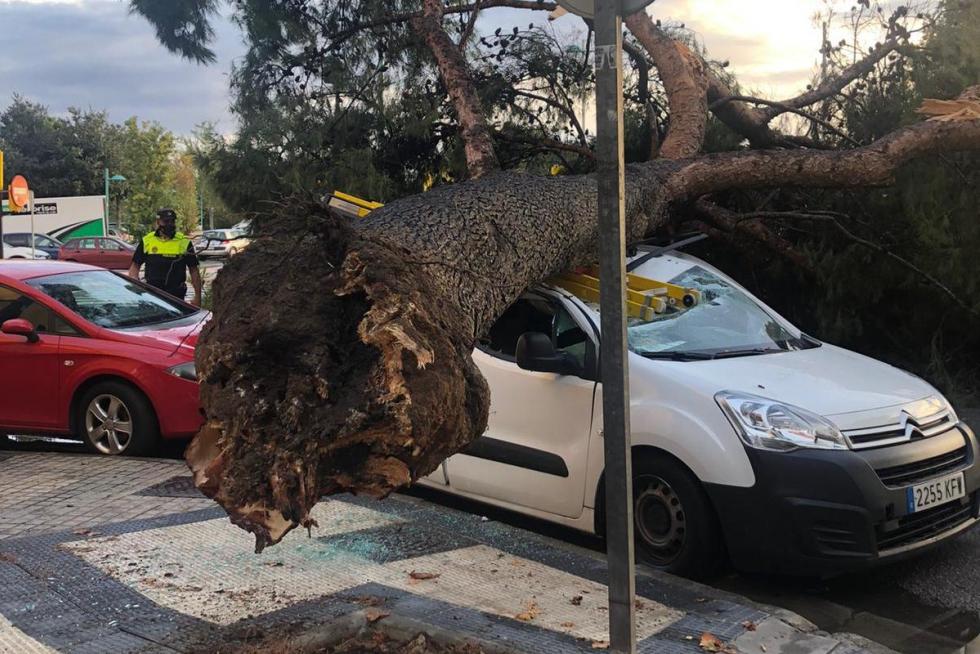 Árbol caído en la calle Palencia de Zaragoza después de la tromba de agua registrada