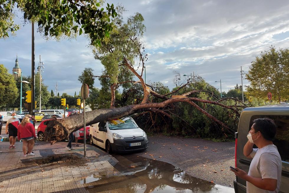 Árbol caído en la calle Palencia de Zaragoza después de la tromba de agua registrada