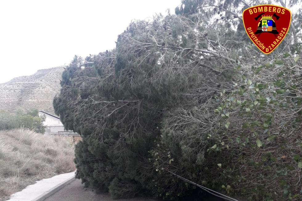 La borrasca Hortensia ha dejado ramas y árboles caídos en Zuera, La Almunia o en un camino que conecta Fréscano y Borja.