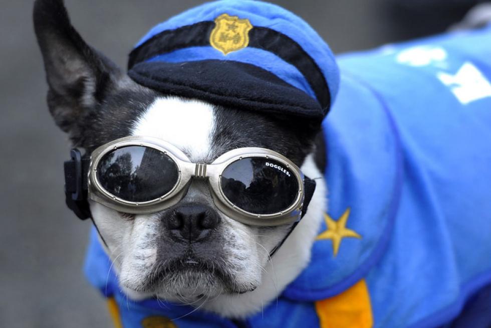 En Nueva York la gente disfrazó a sus perros