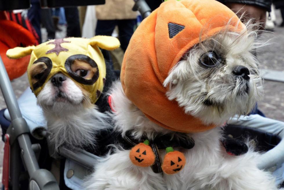 En Nueva York la gente disfrazó a sus perros