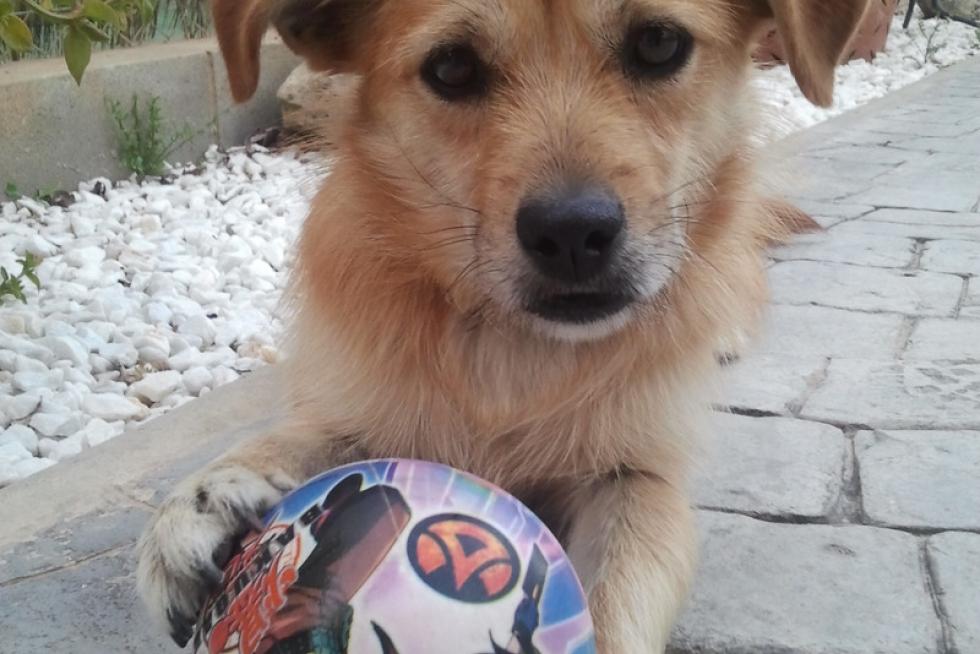 El álbum de las mascotas