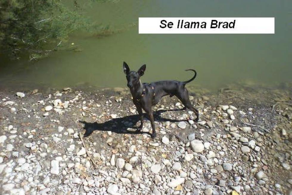 El álbum de las mascotas