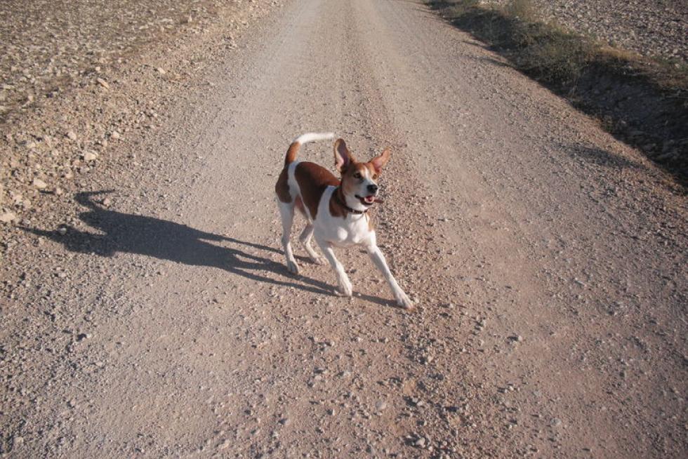 El álbum de las mascotas