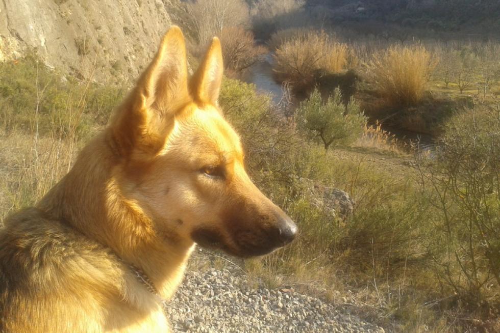 El álbum de las mascotas
