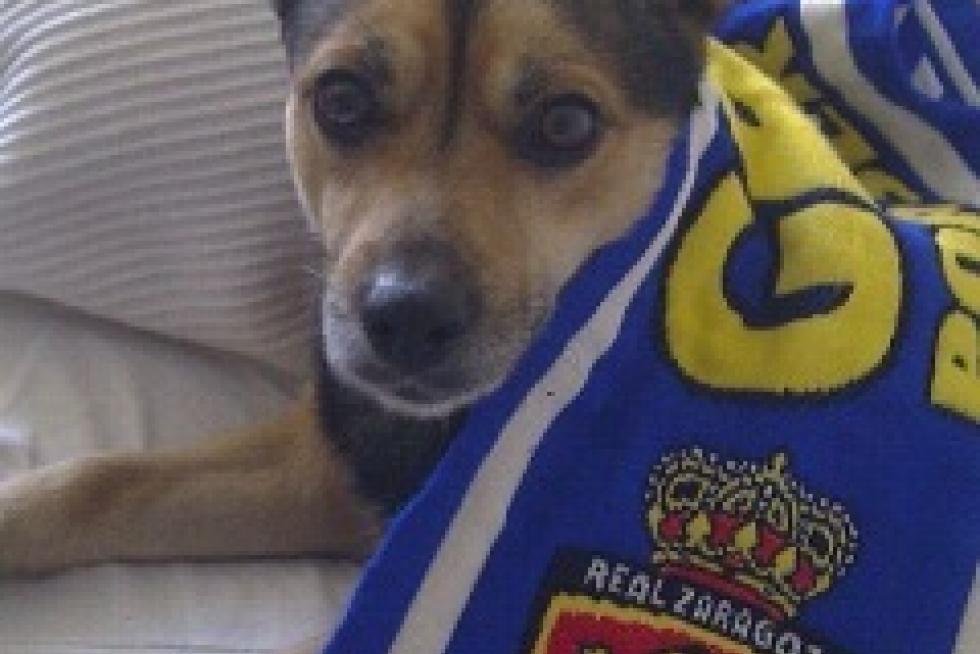 El álbum de las mascotas