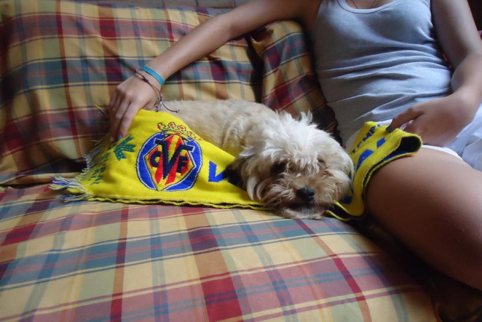 El álbum de las mascotas
