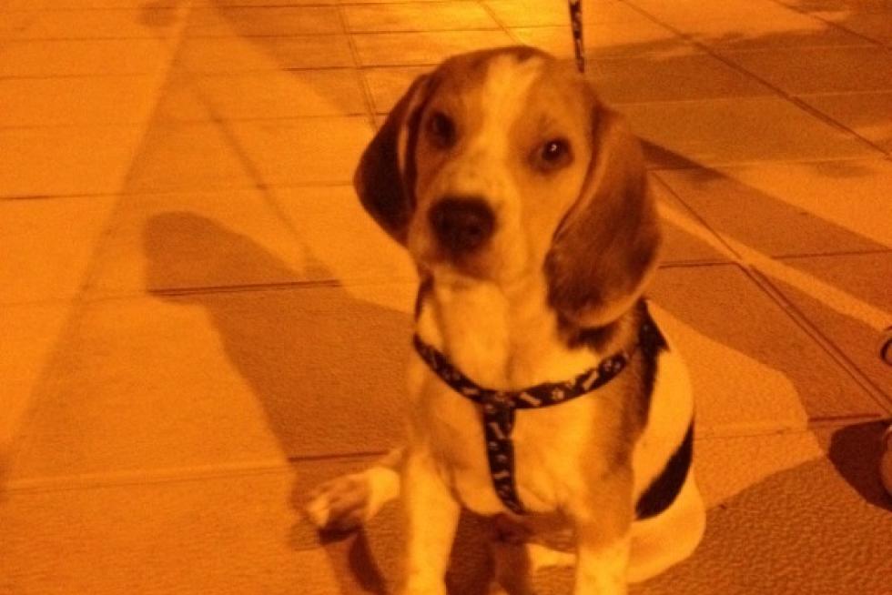 El álbum de las mascotas