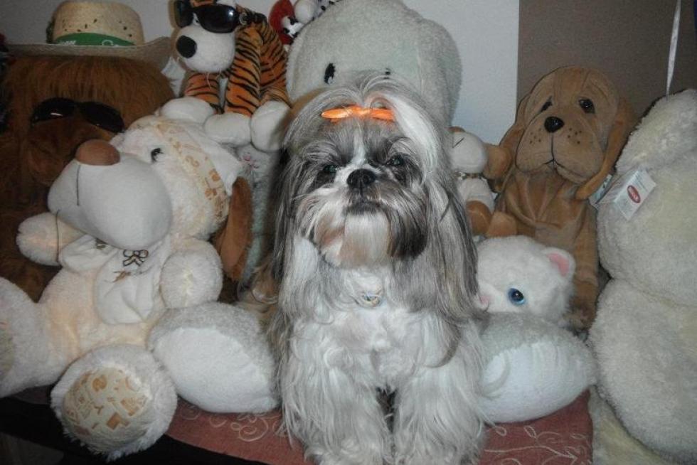 El álbum de las mascotas