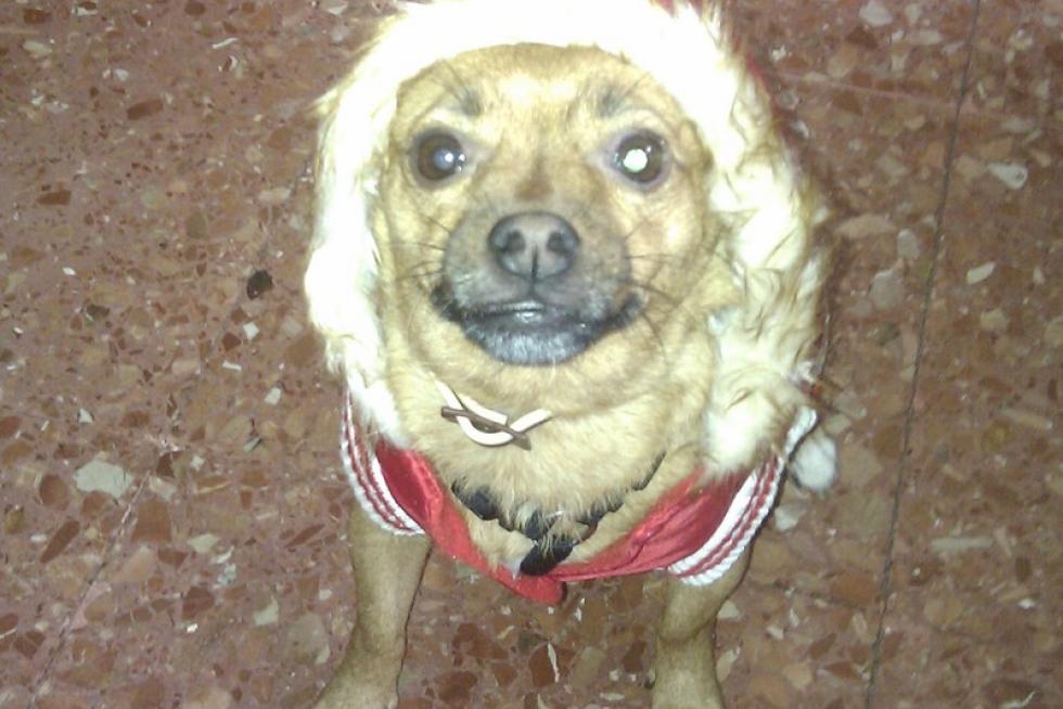 El álbum de las mascotas
