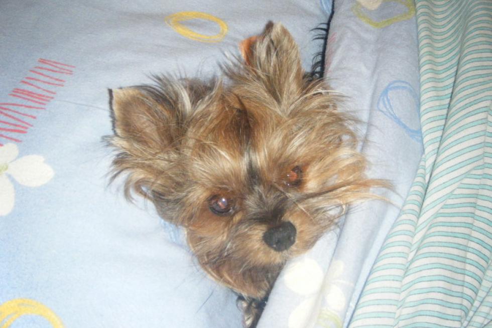 El álbum de las mascotas