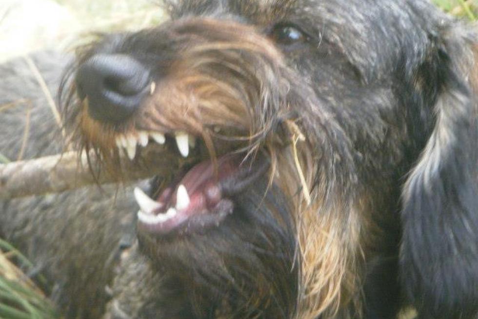 El álbum de las mascotas