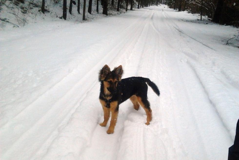 La perrita Chula disfuta de la nieve en el Parque Pedro Ayerbe de Biescas