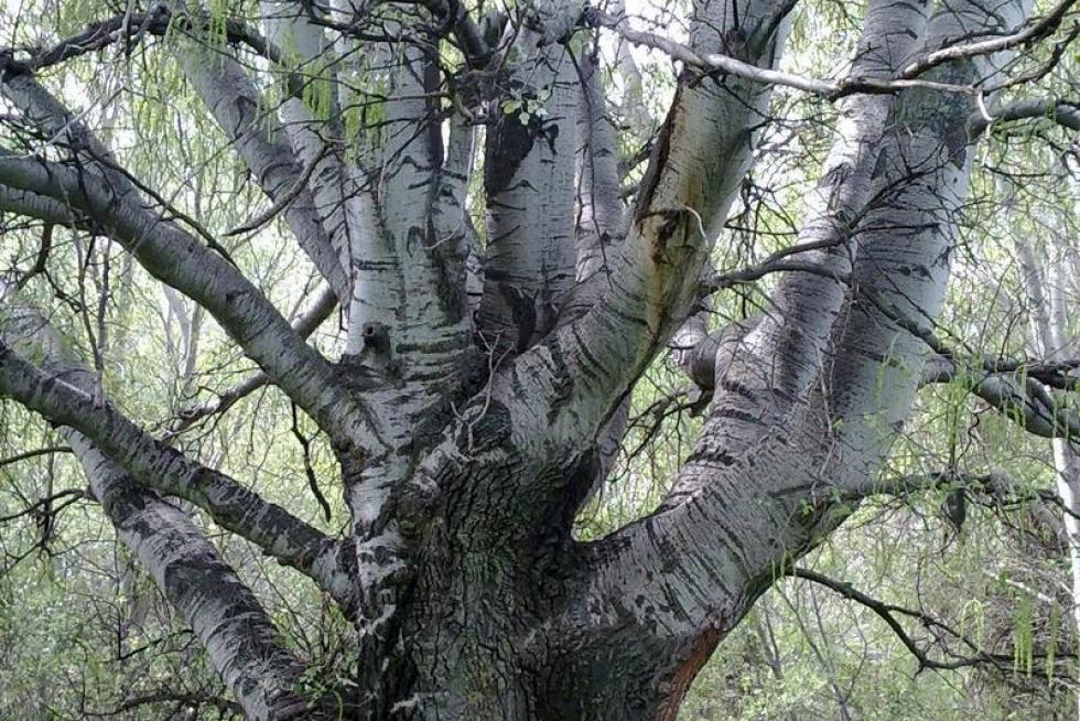 Los pulmones del Ebro