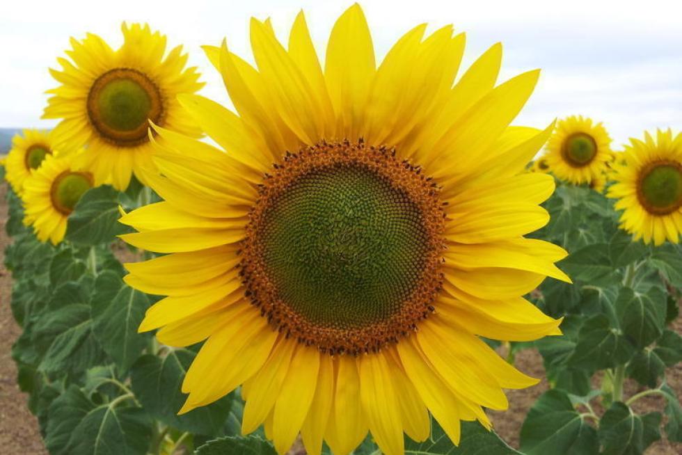 Campo de Girasoles