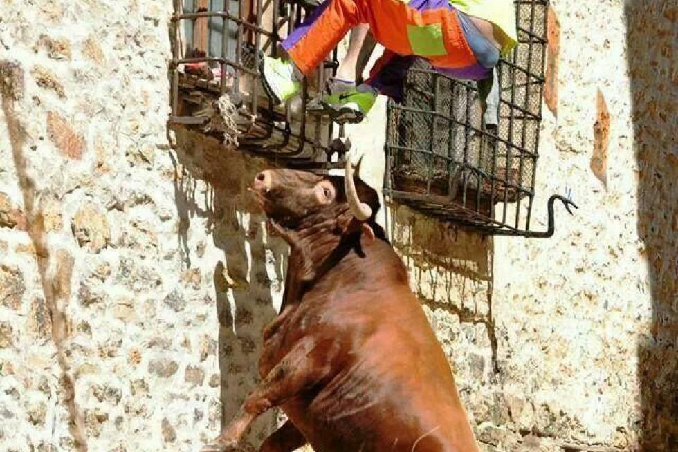 Toro de nombre "Fetichista", de 4 años, de la ganadería de Teo Adell de Castellote (Teruel). El 5 de septiembre en Iglesuela del Cid