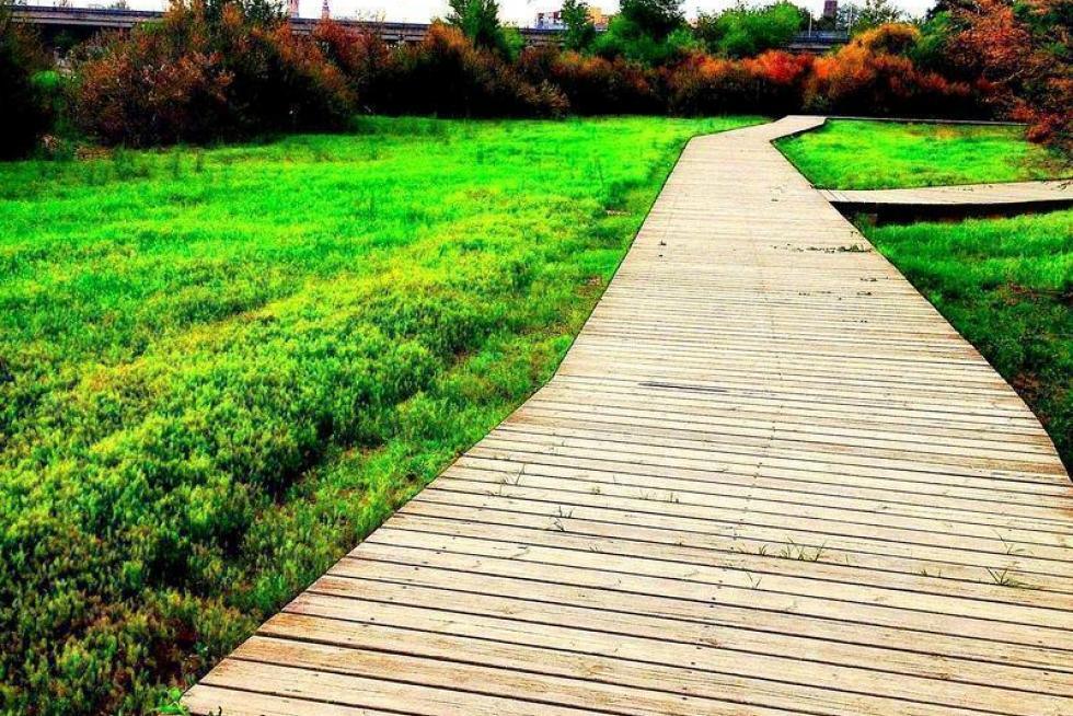 Camino