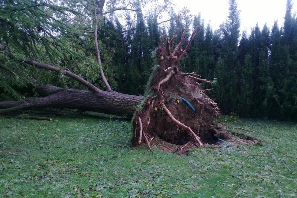 El temporal, en Biota