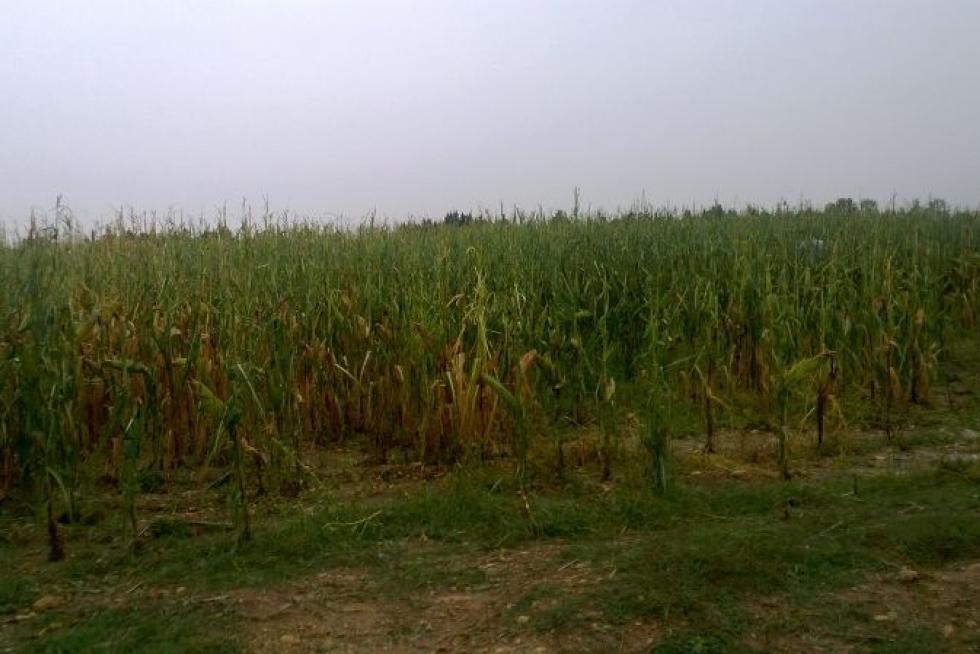 Tornado en Biota