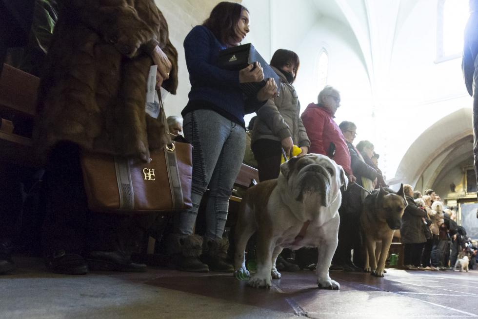 Bendición de Animales en San Pablo por San Antón