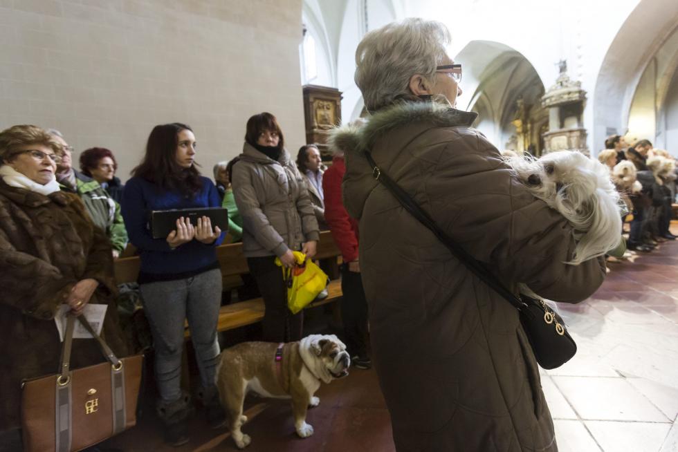 Bendición de Animales en San Pablo por San Antón