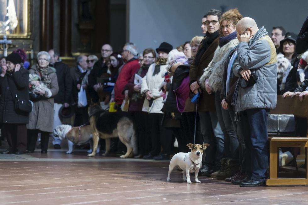 Bendición de Animales en San Pablo por San Antón
