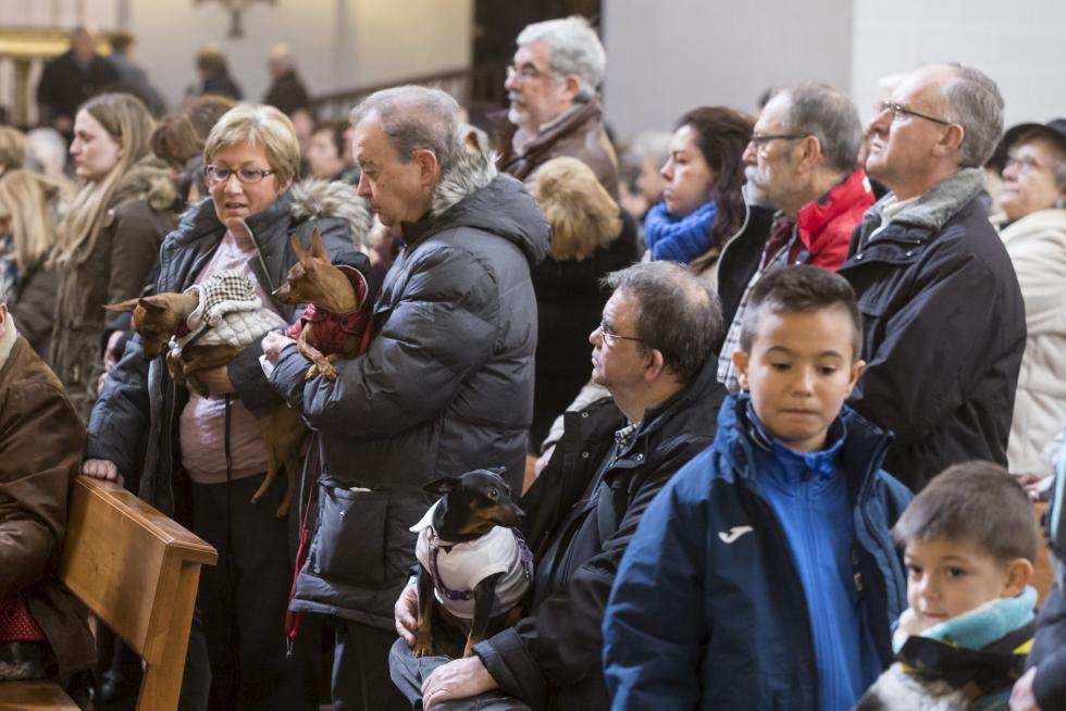 Bendición de Animales en San Pablo por San Antón