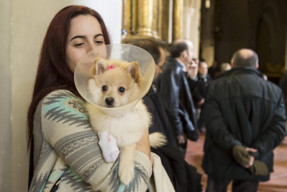 Bendición de Animales en San Pablo por San Antón