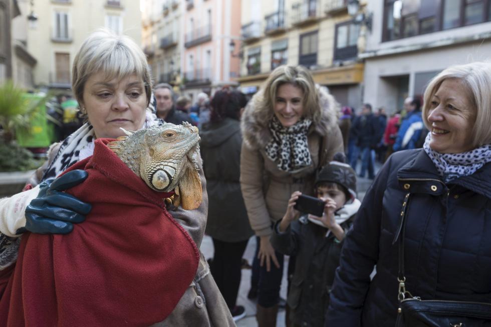 Bendición de Animales en San Pablo por San Antón