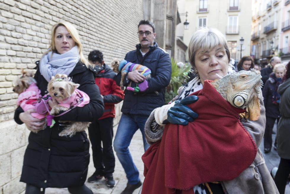Bendición de Animales en San Pablo por San Antón