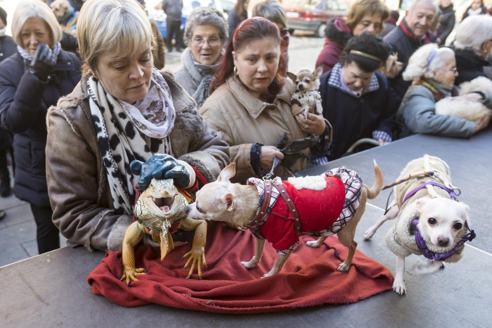Bendición de Animales en San Pablo por San Antón