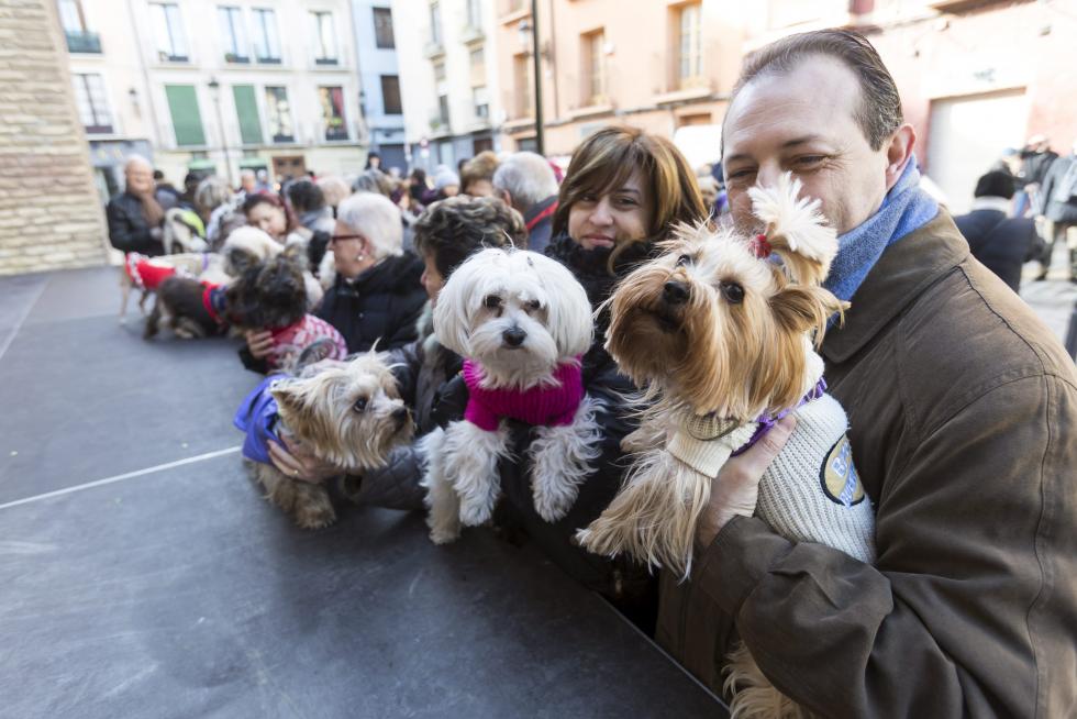 Bendición de Animales en San Pablo por San Antón