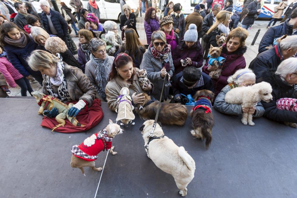 Bendición de Animales en San Pablo por San Antón