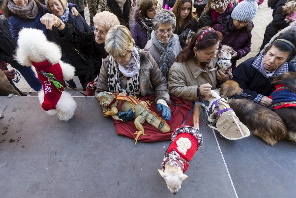 Bendición de Animales en San Pablo por San Antón