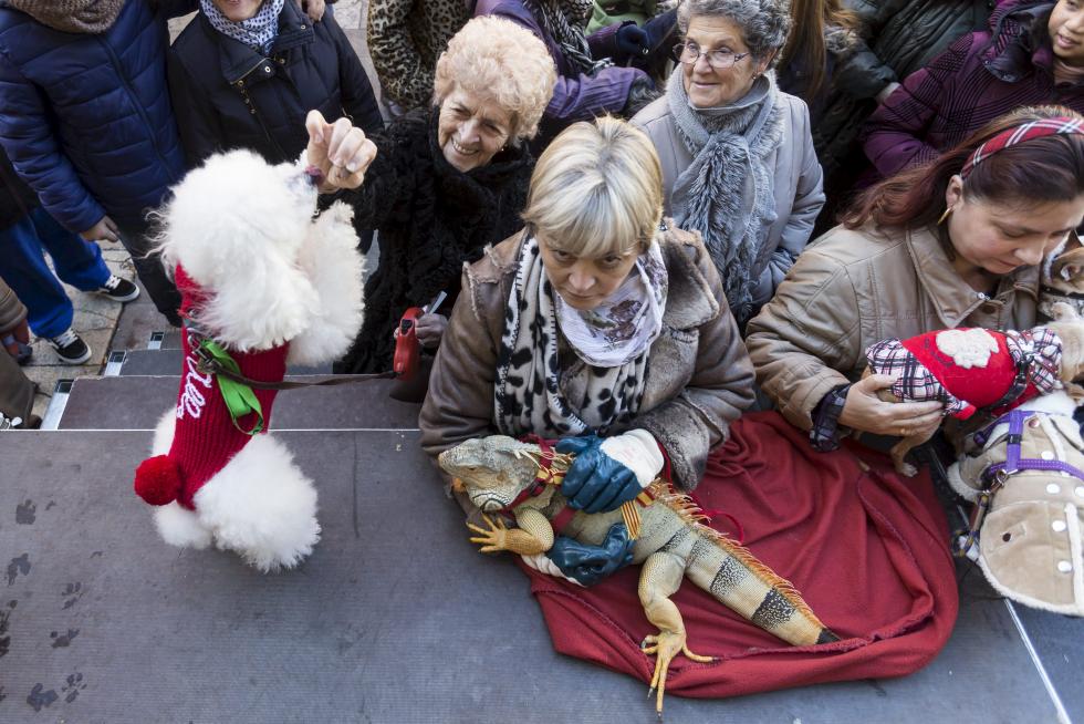 Bendición de Animales en San Pablo por San Antón