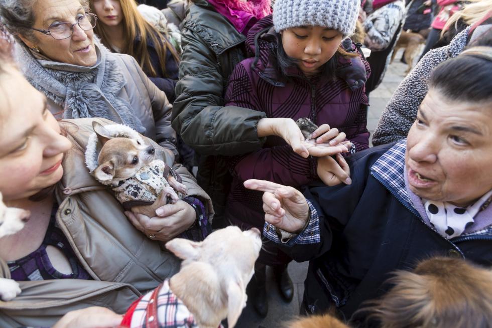 Bendición de Animales en San Pablo por San Antón