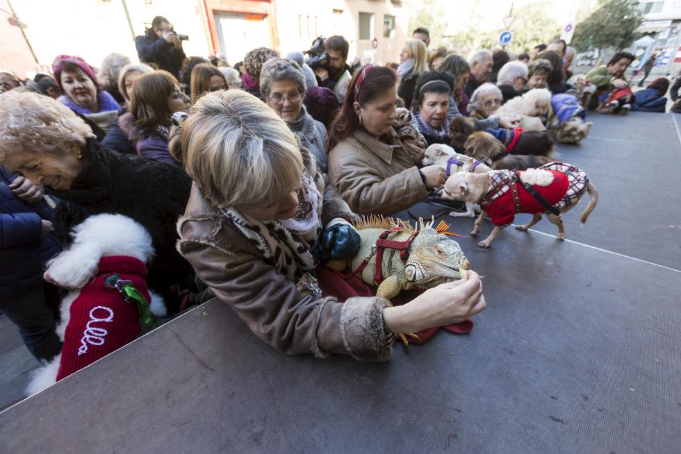 Bendición de Animales en San Pablo por San Antón