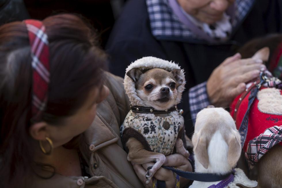 Bendición de Animales en San Pablo por San Antón