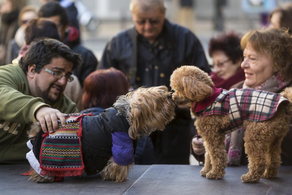 Bendición de Animales en San Pablo por San Antón