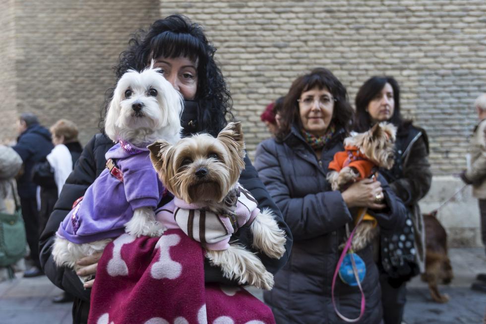 Bendición de Animales en San Pablo por San Antón