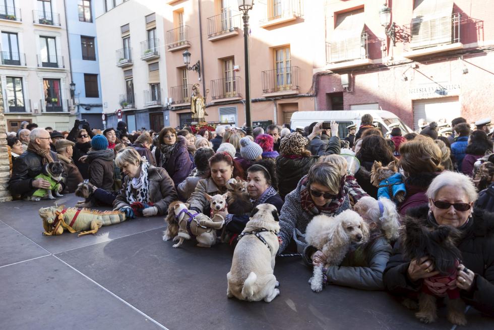 Bendición de Animales en San Pablo por San Antón