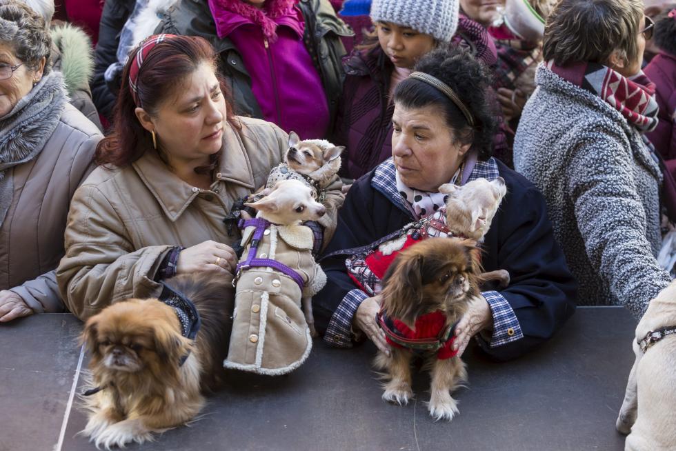 Bendición de Animales en San Pablo por San Antón