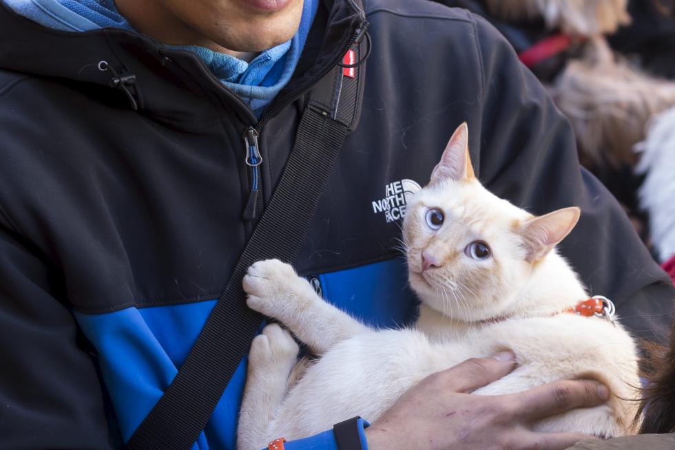 Bendición de Animales en San Pablo por San Antón
